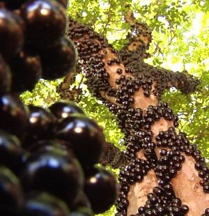 fazenda